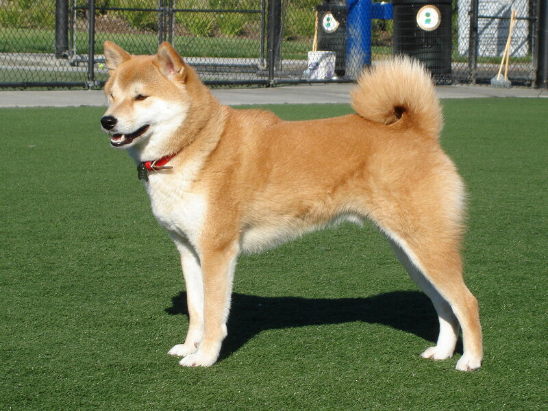 Shiba Inu Dog Standing