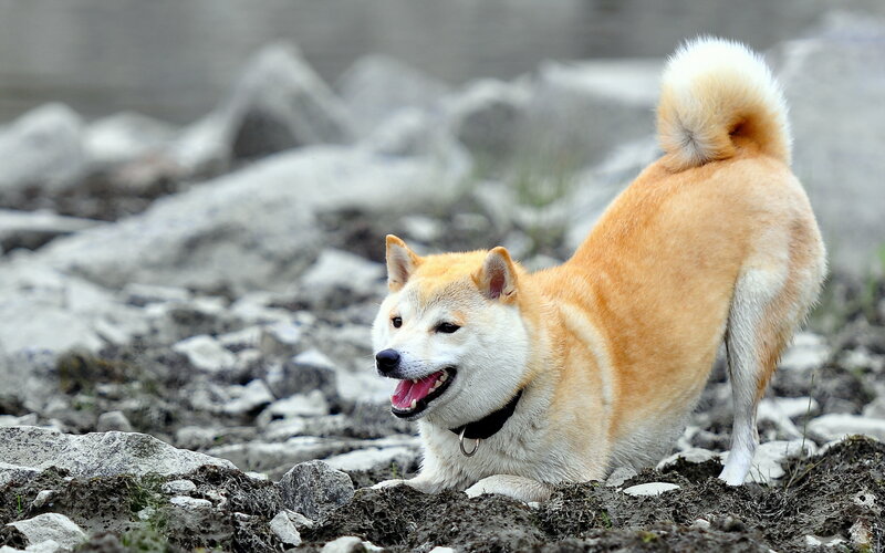 Shiba Inu Dog — Tan