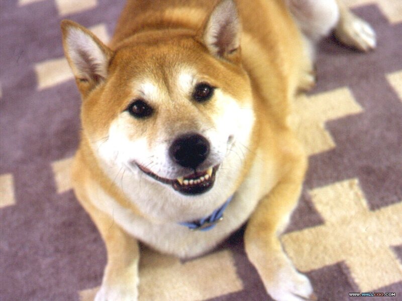 Shiba Inu Dog