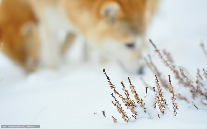 Shiba Inu Dog — White, Calm, Winter, Photograph