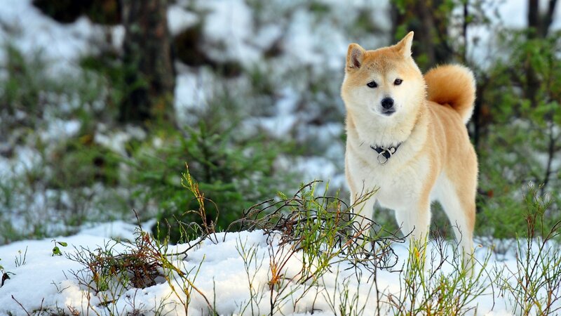 Shiba Inu Dog — White, Calm, Winter