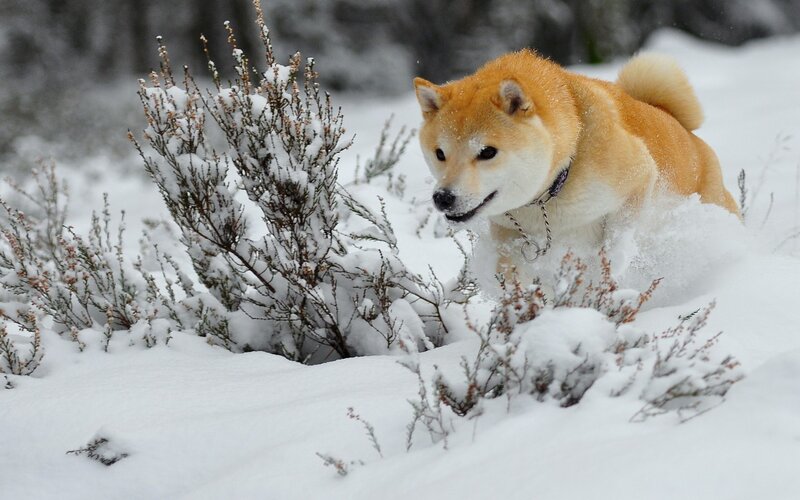Shiba Inu Dog — White