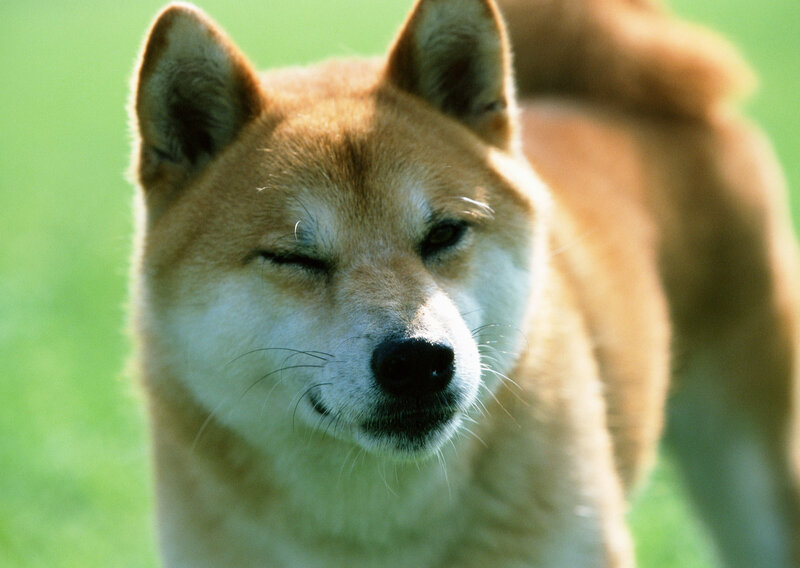 Shiba Inu dog with closed eyes