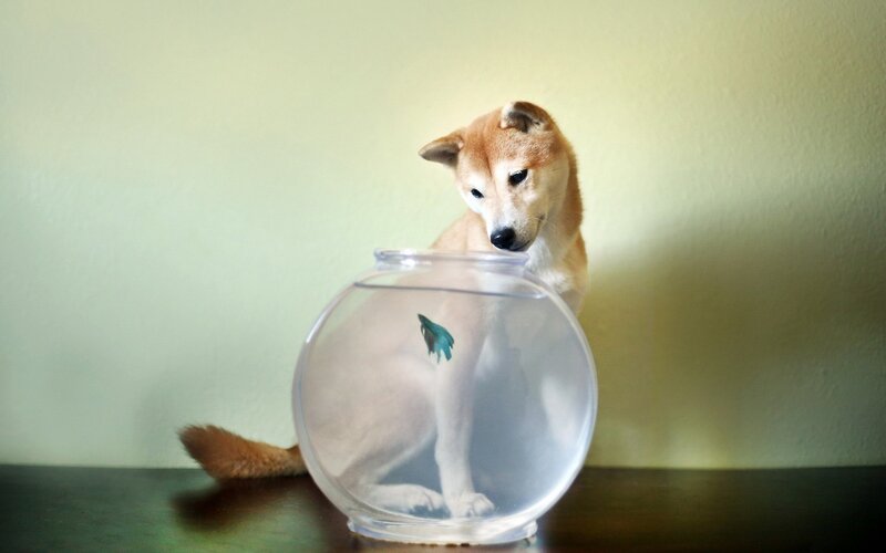 Shiba Inu Dog with Fishbowl
