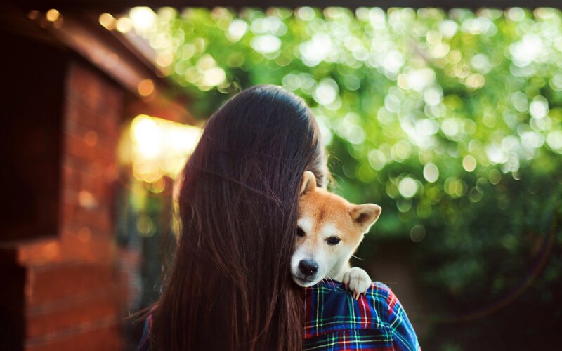 Shiba Inu Dog with Person