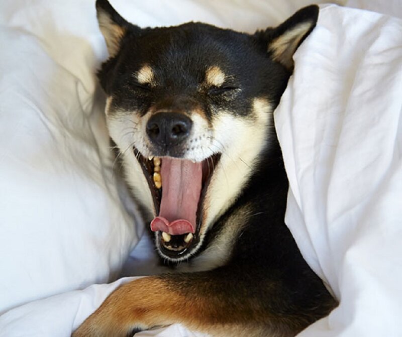 Shiba Inu Dog Yawning