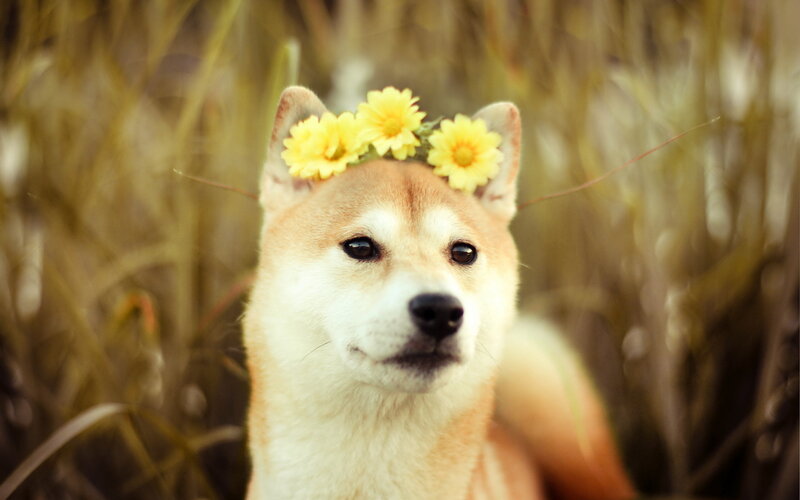 Shiba Inu Dog — Yellow