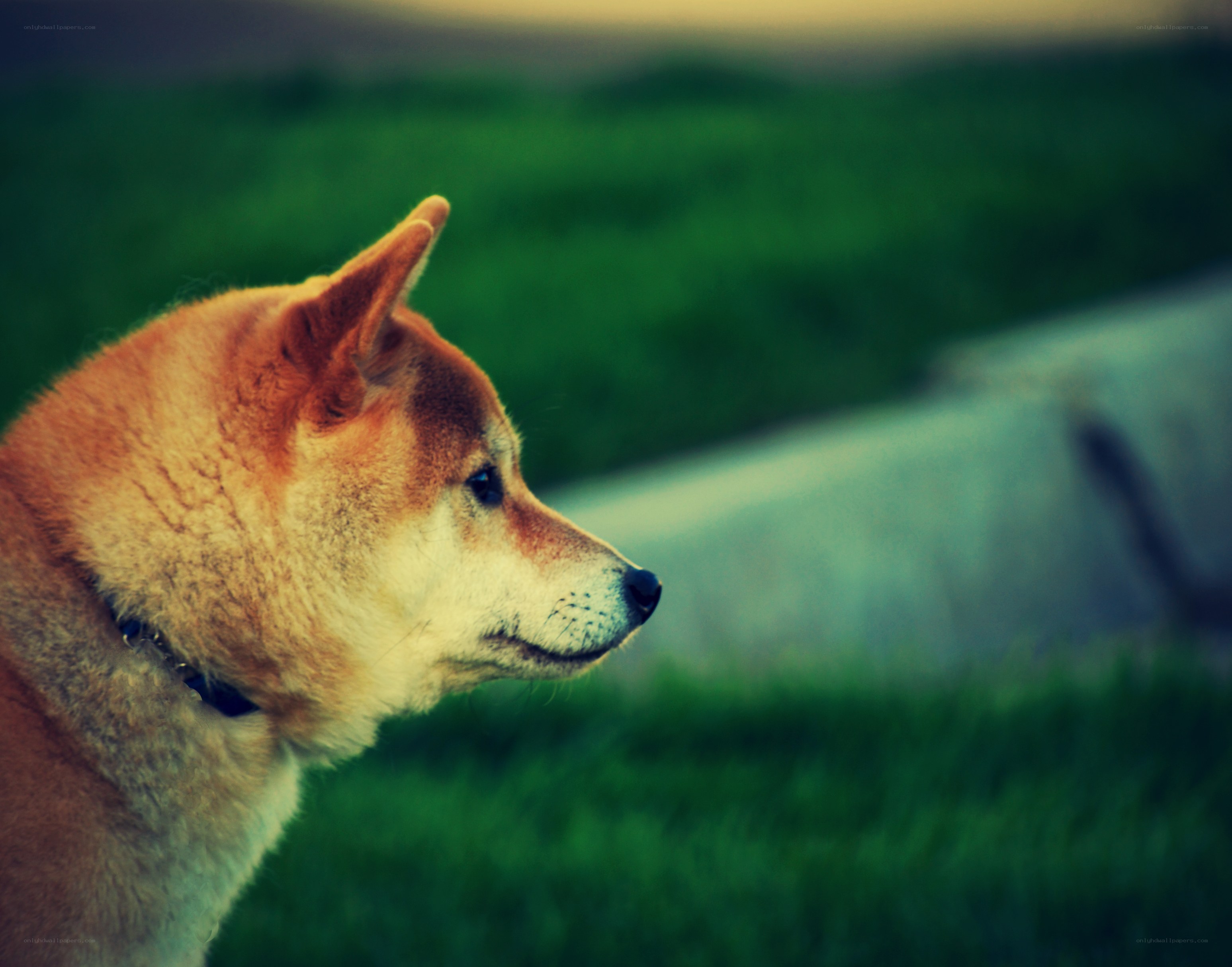 Shiba Inu in profile