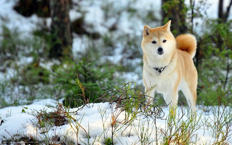 Shiba Inu in snowy forest