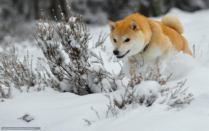 Shiba Inu in snowy landscape