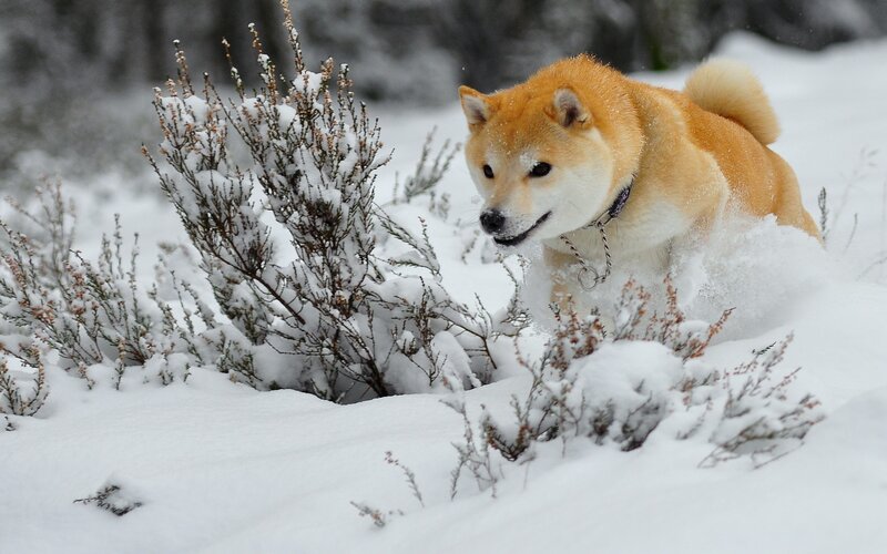 Shiba Inu in snowy landscape