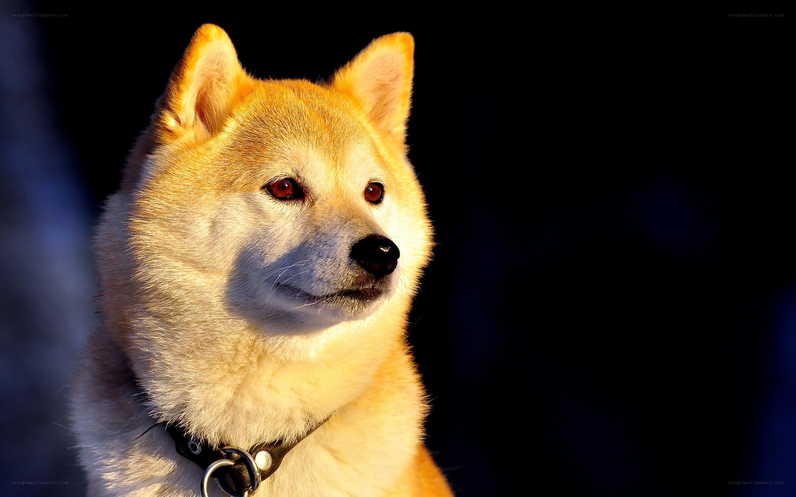 Shiba Inu in sunlight