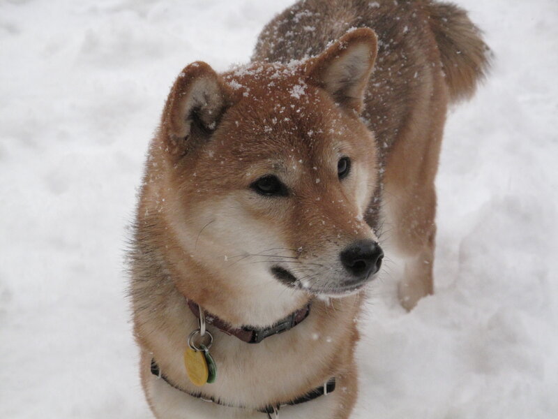 Shiba Inu in the snow