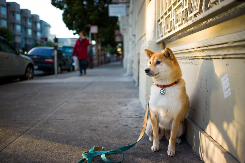 Shiba Inu on a city sidewalk