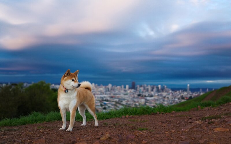 Shiba Inu on a hill overlooking city