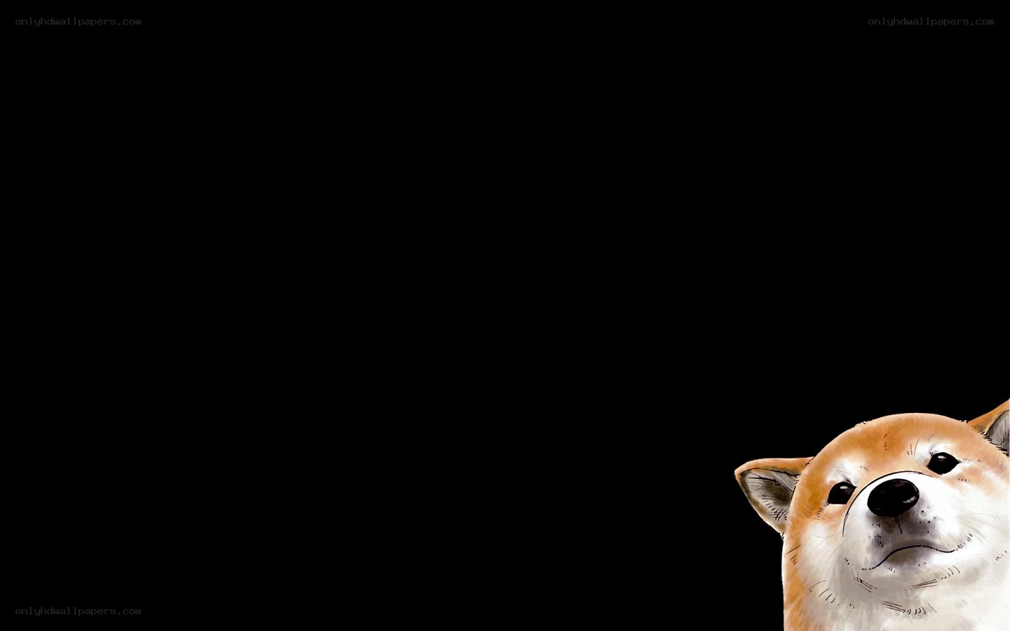 Shiba Inu peeking from corner