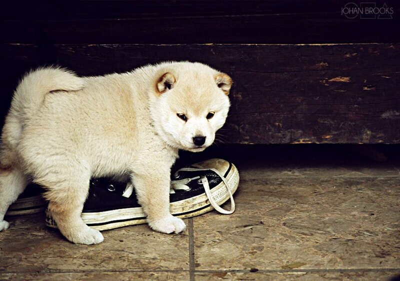 Shiba Inu Puppy — Beige