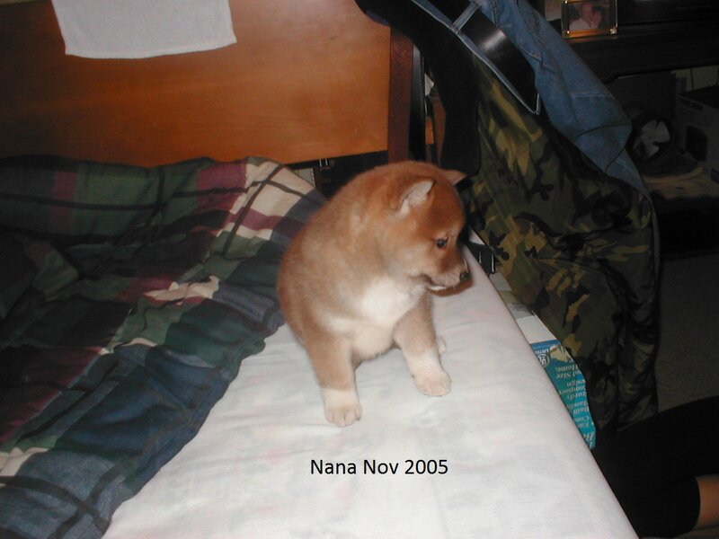 Shiba Inu Puppy — Brown, Calm, Night