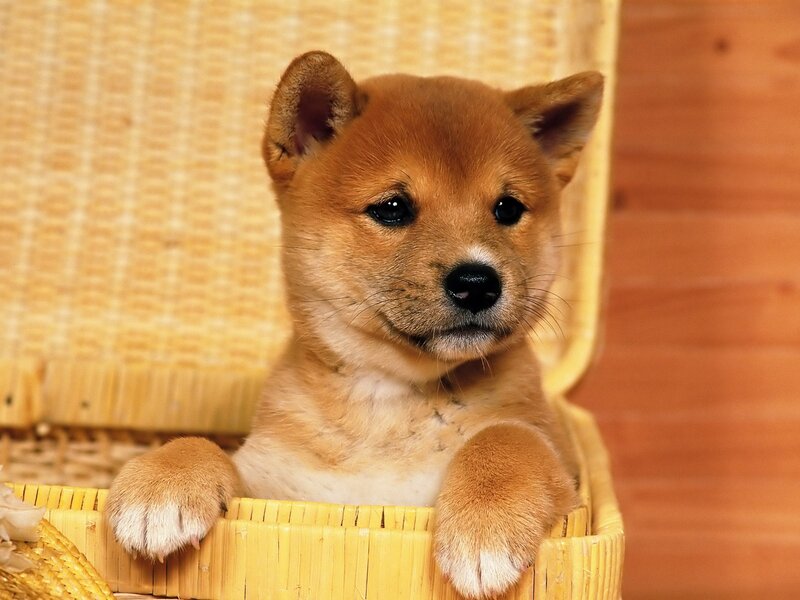 Shiba Inu Puppy — Brown, Calm, Photograph, Basket, Wood Wall
