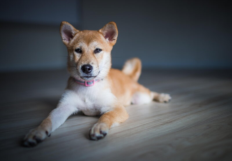 Shiba Inu Puppy — Brown, Calm, Photograph, Collar