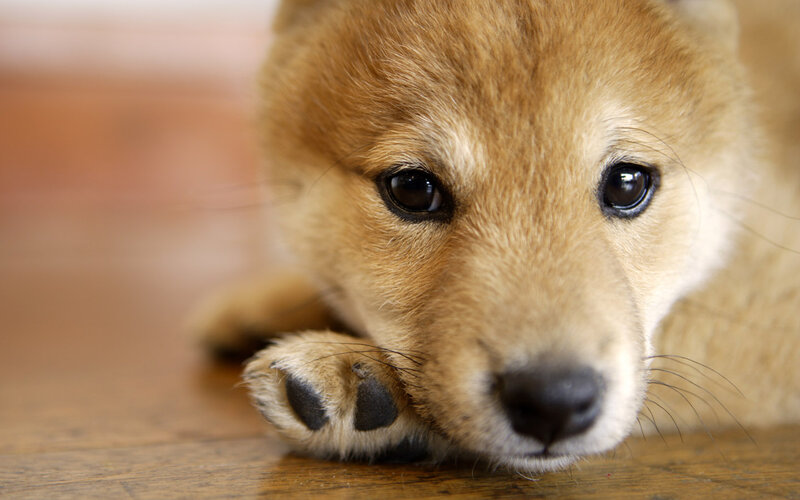 Shiba Inu Puppy — Brown, Calm, Photograph
