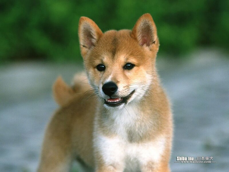 Shiba Inu Puppy — Brown, Calm