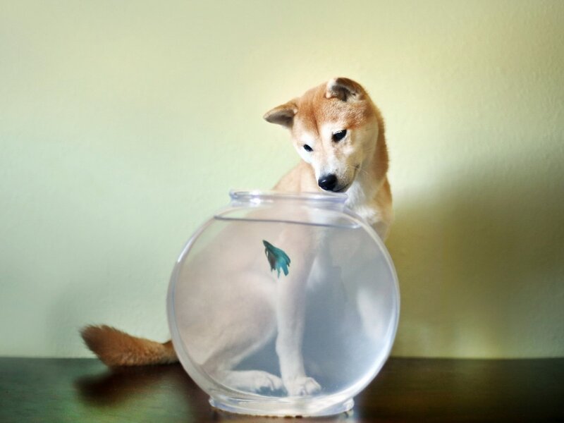 Shiba Inu Puppy — Brown, Curious, Photograph