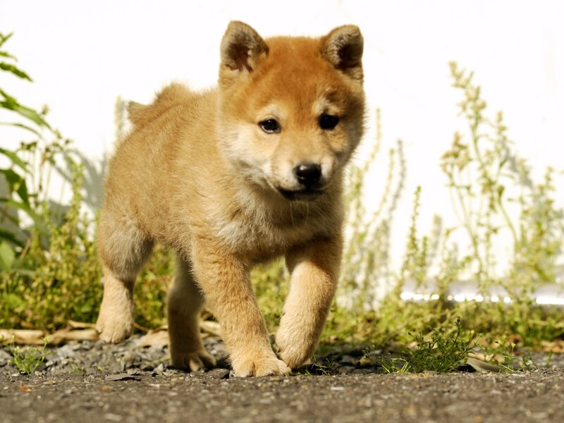 Shiba Inu Puppy — Brown, Curious