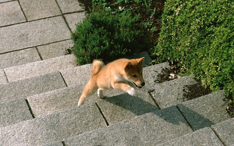 Shiba Inu Puppy — Brown, Playful