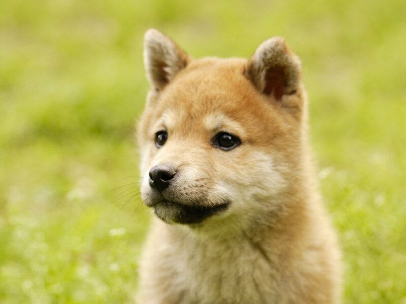 Shiba Inu Puppy — Brown