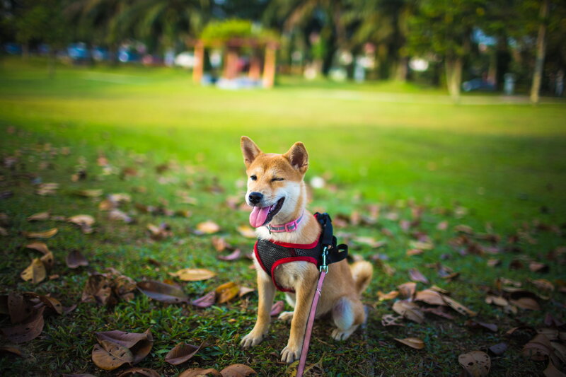 Shiba Inu Puppy — Green, Calm, Afternoon