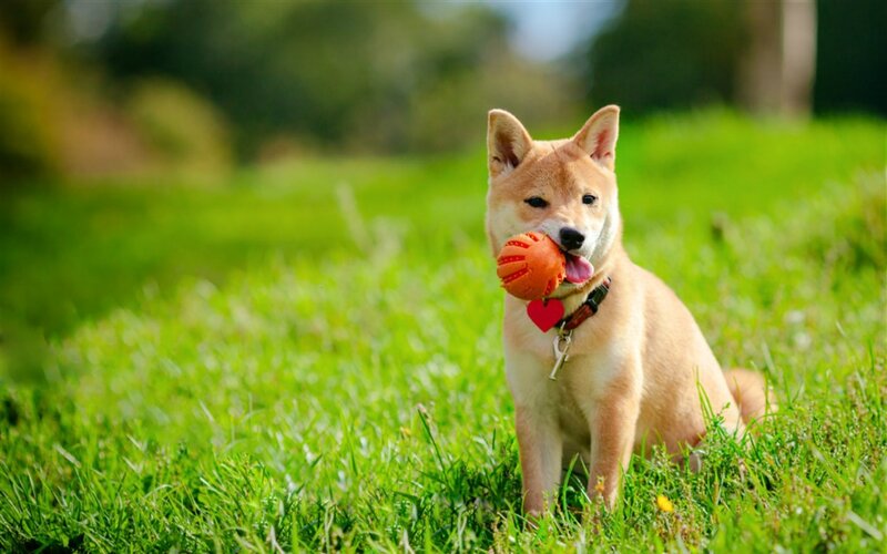 Shiba Inu Puppy — Green, Playful