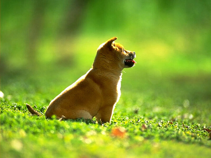 Shiba Inu Puppy — Green
