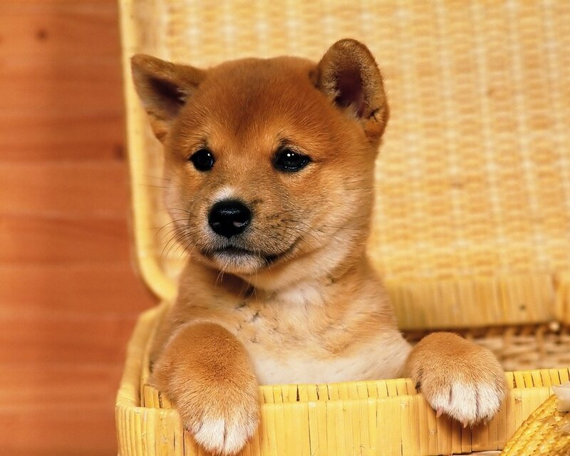 Shiba Inu puppy in basket