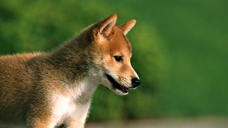 Shiba Inu puppy in profile