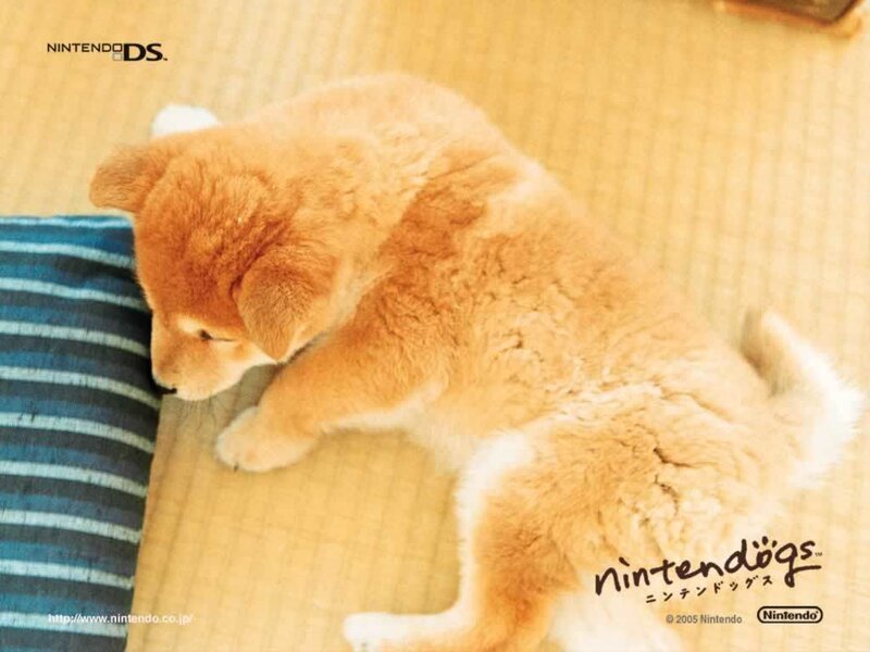 Shiba Inu puppy on a mat
