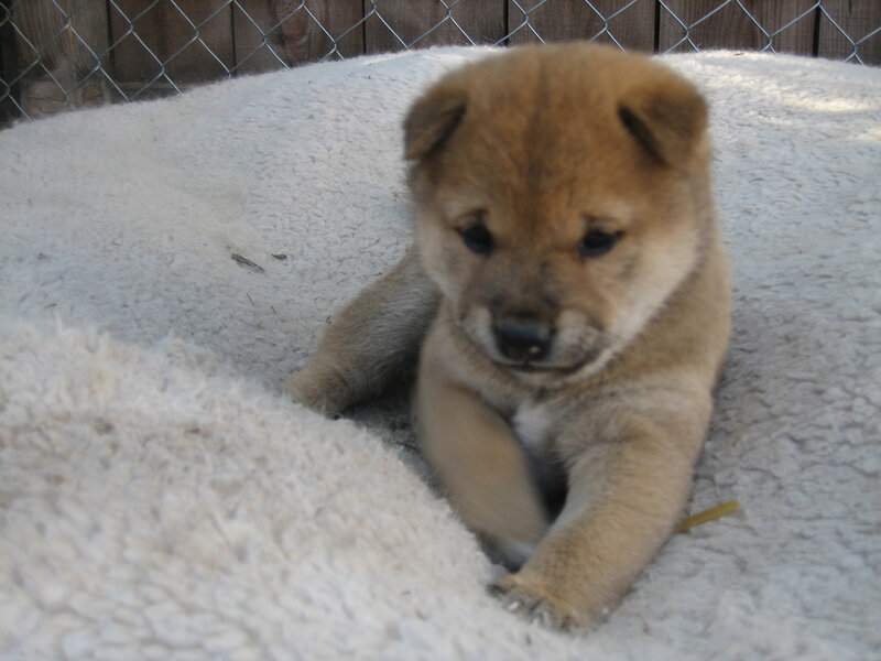 Shiba Inu puppy on blanket