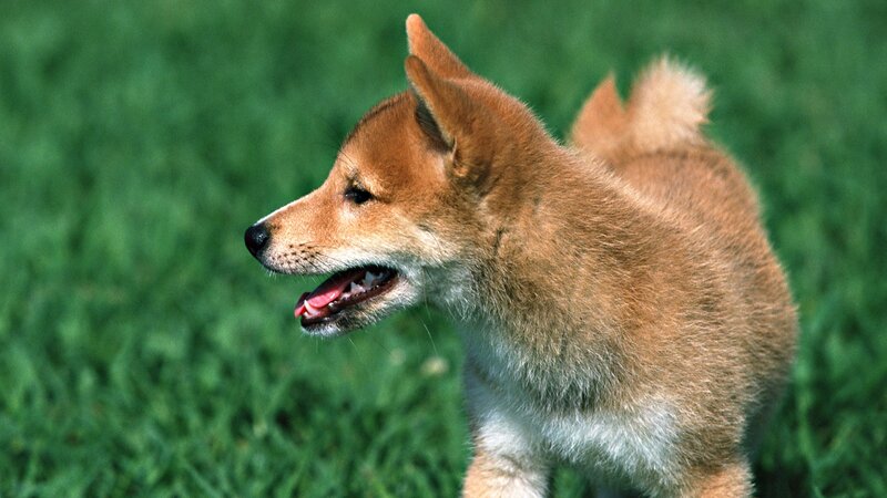 Shiba Inu puppy on grass