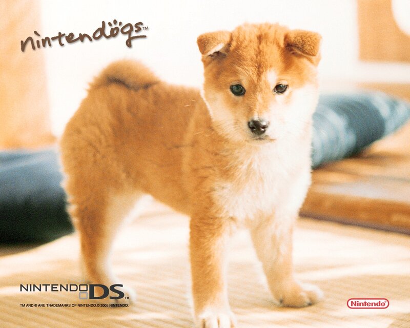 Shiba Inu puppy on Nintendo DS