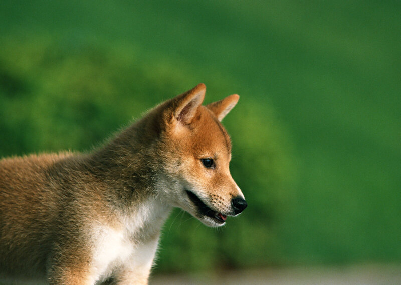 shiba inu puppy outdoors