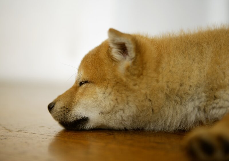 Shiba Inu Puppy Sleeping — Brown, Peaceful