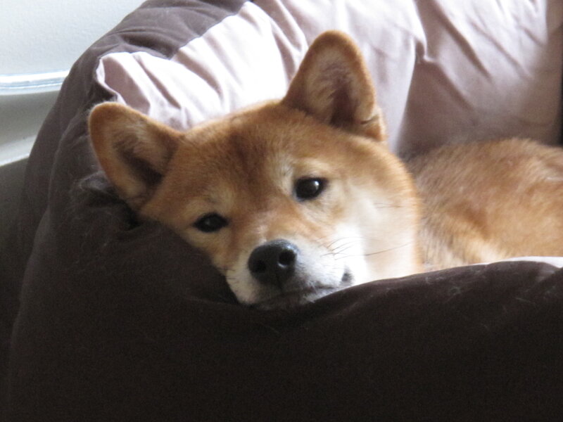 Shiba Inu resting on a pillow