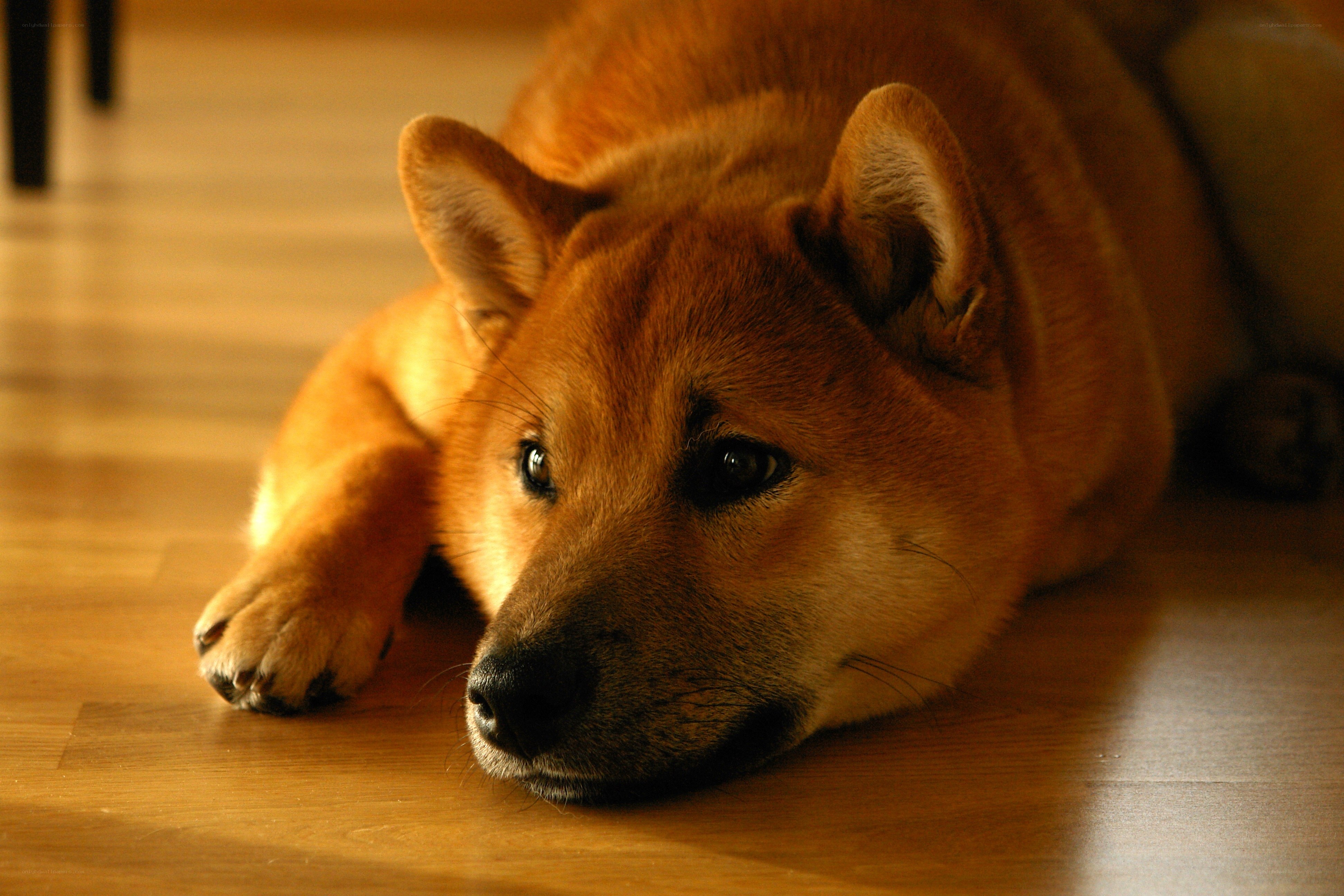 Shiba Inu resting on floor