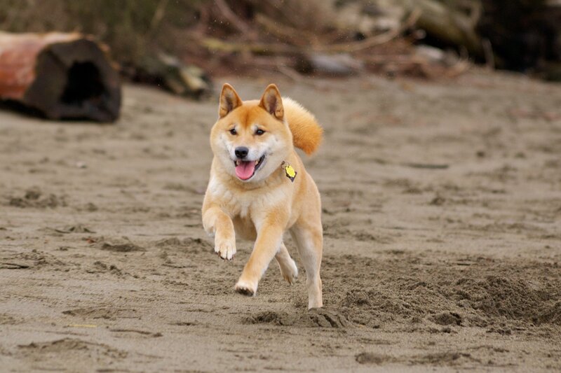 Shiba Inu running on beach