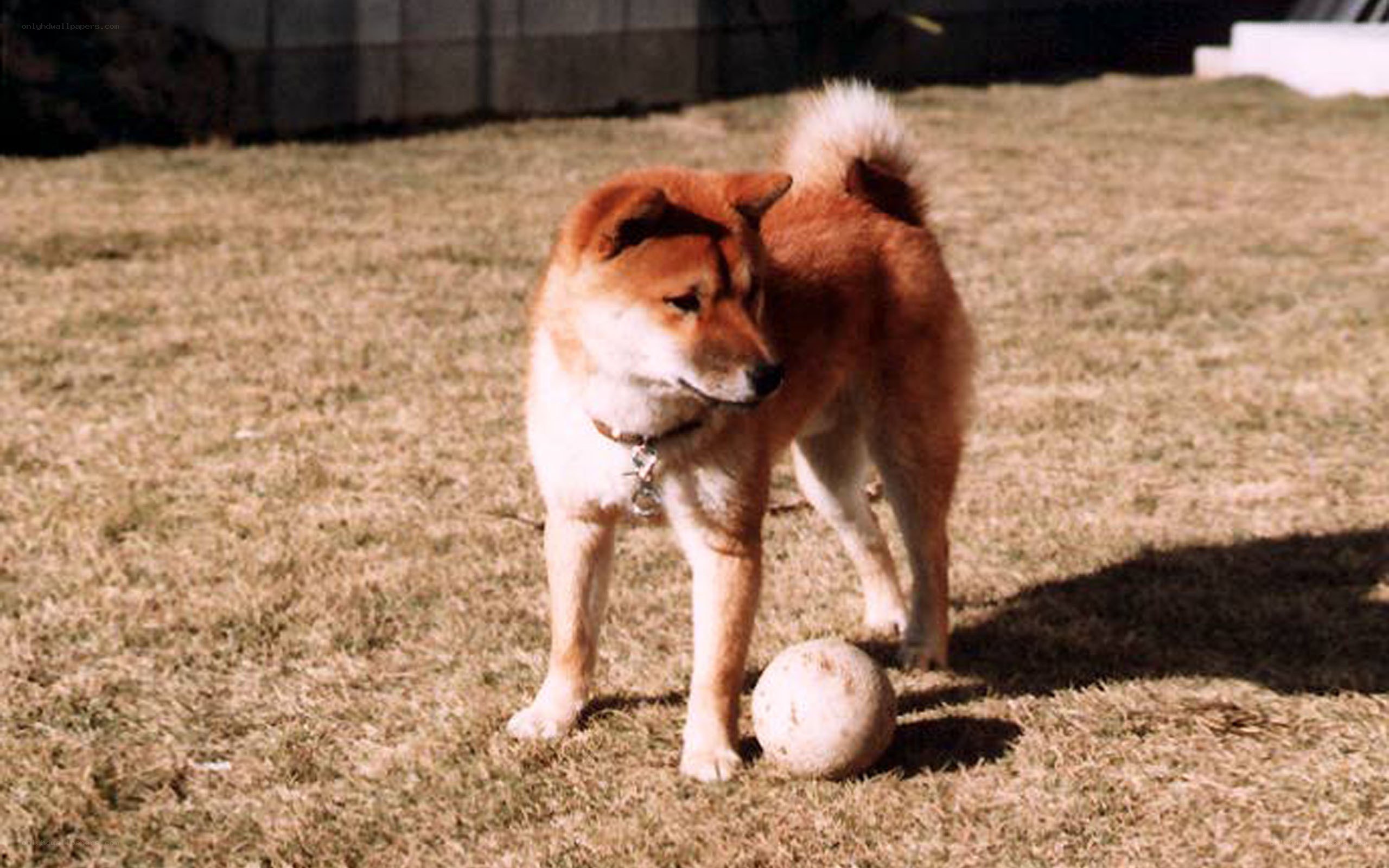 Shiba Inu with ball on grass
