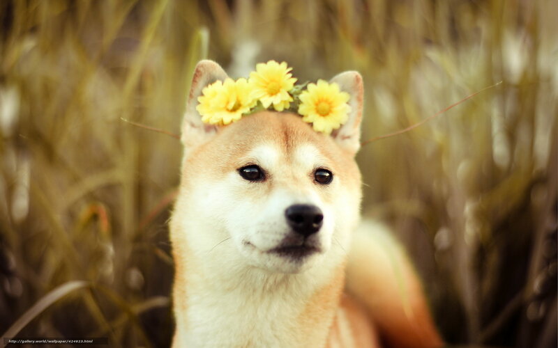 Shiba Inu with Flower Crown — Yellow