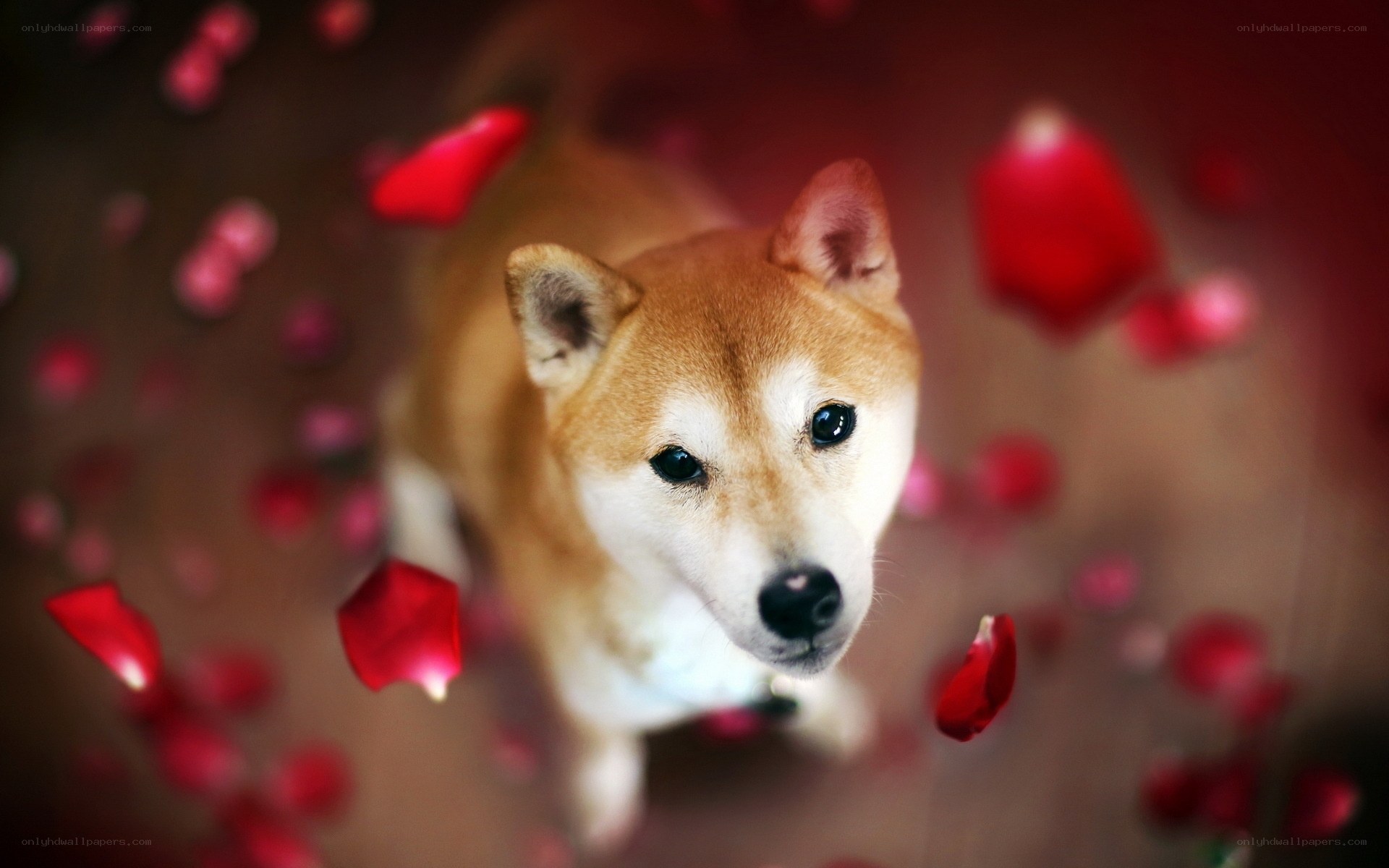 Shiba Inu with rose petals