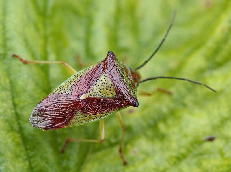 Shield Bug on Leaf