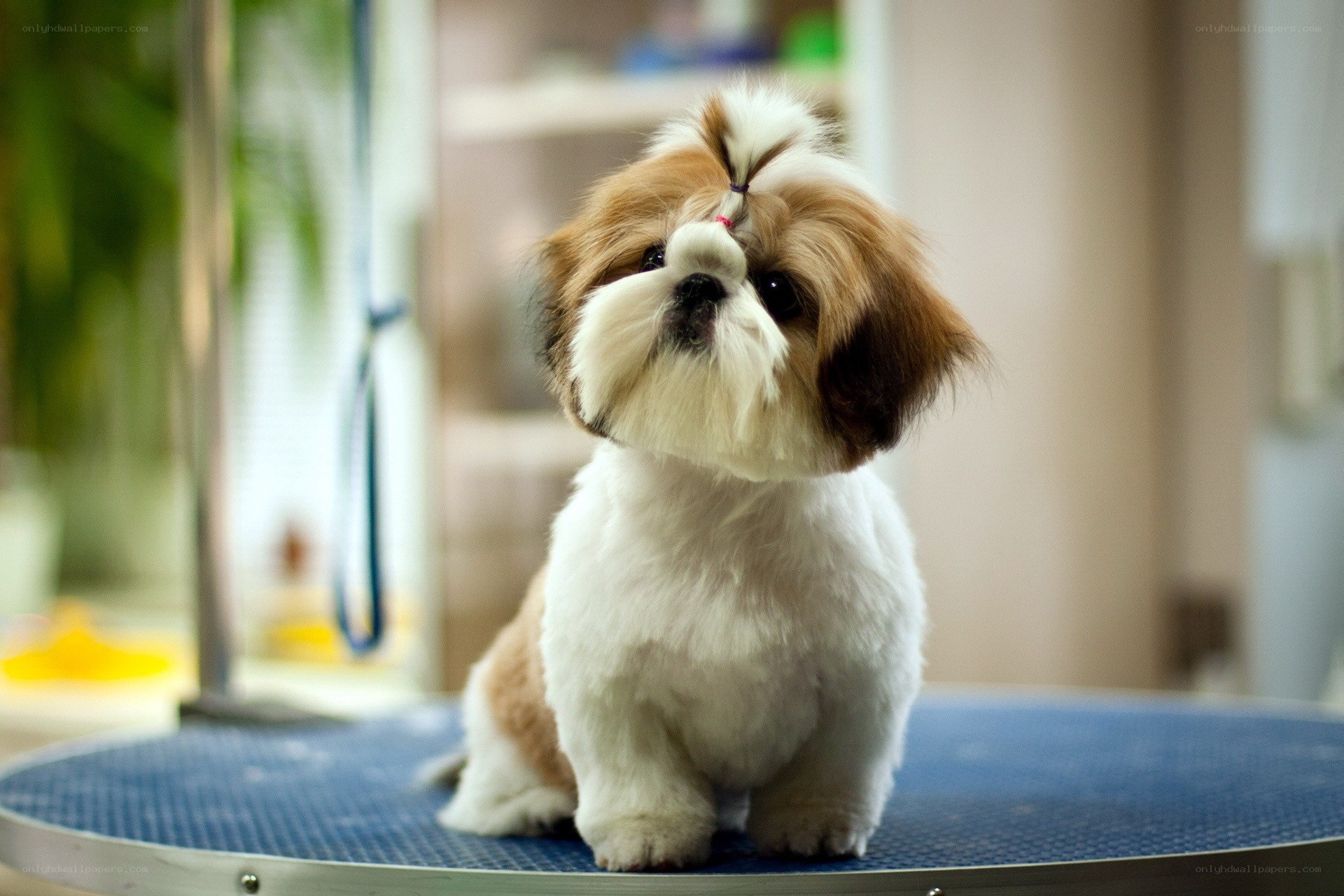 Shih Tzu at the groomer