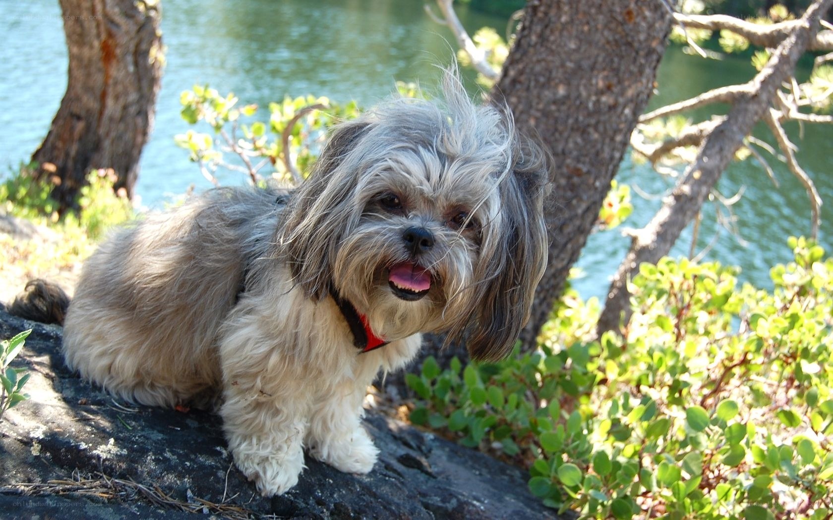 Shih Tzu by the lake